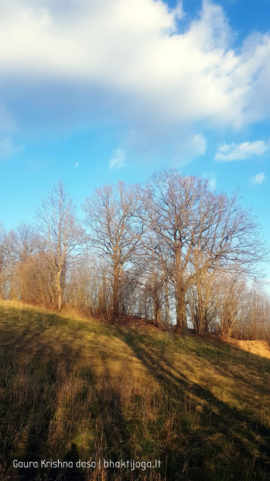 17 pavasari ismintinga gamta stiebiasi maksimaliai i virsu sakalu  kaimas 2020 04 19